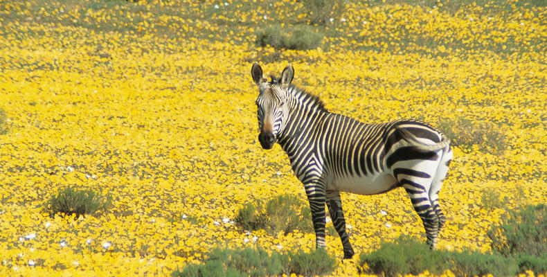 Cape Mountain Zebra
